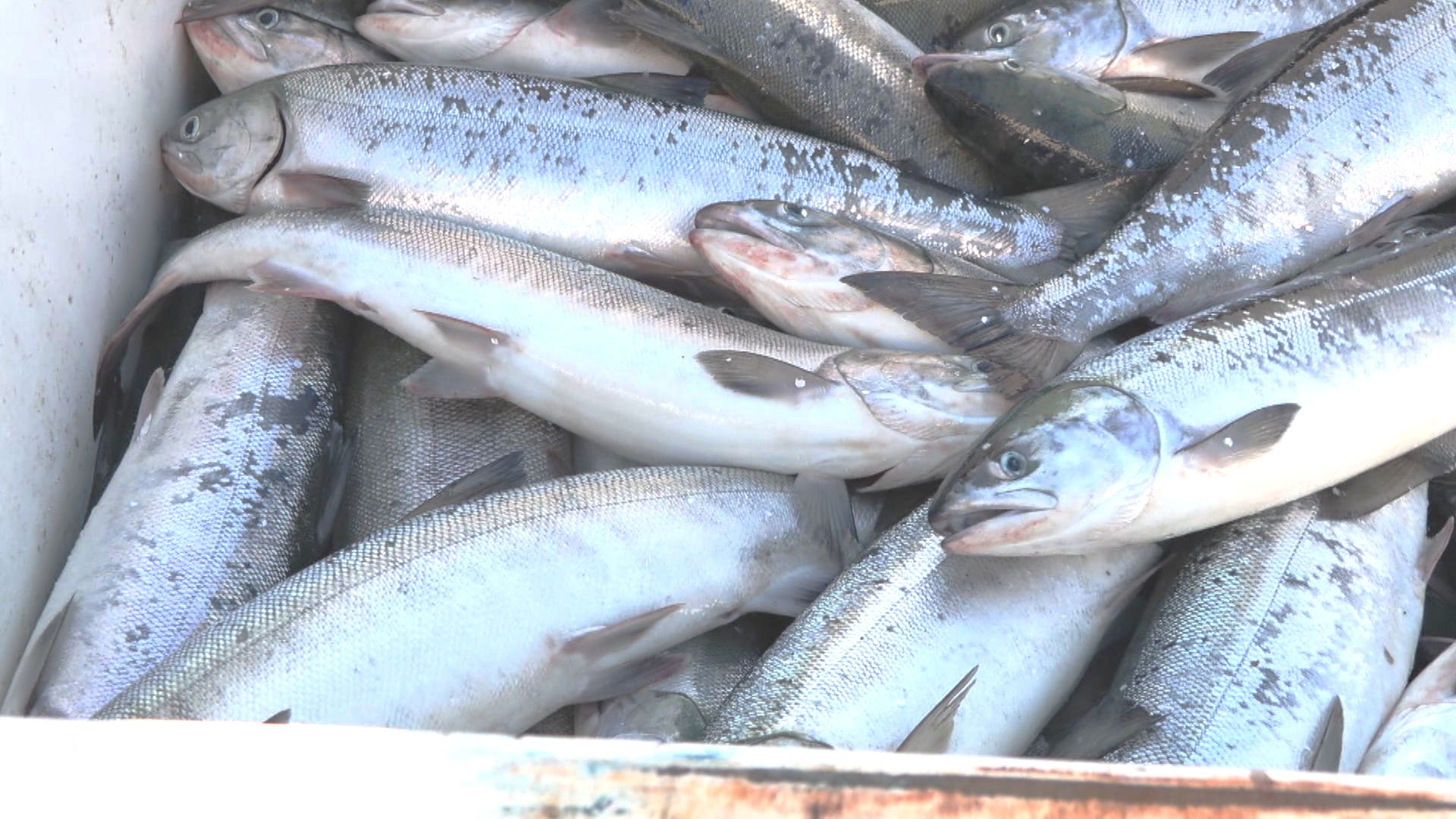 【資料】十勝地方の大樹漁港で水揚げされたサケ（2025年9月）