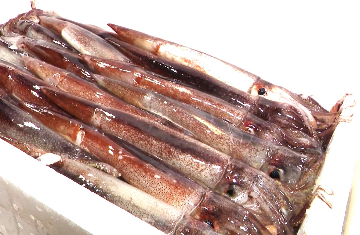 スルメイカ(資料)