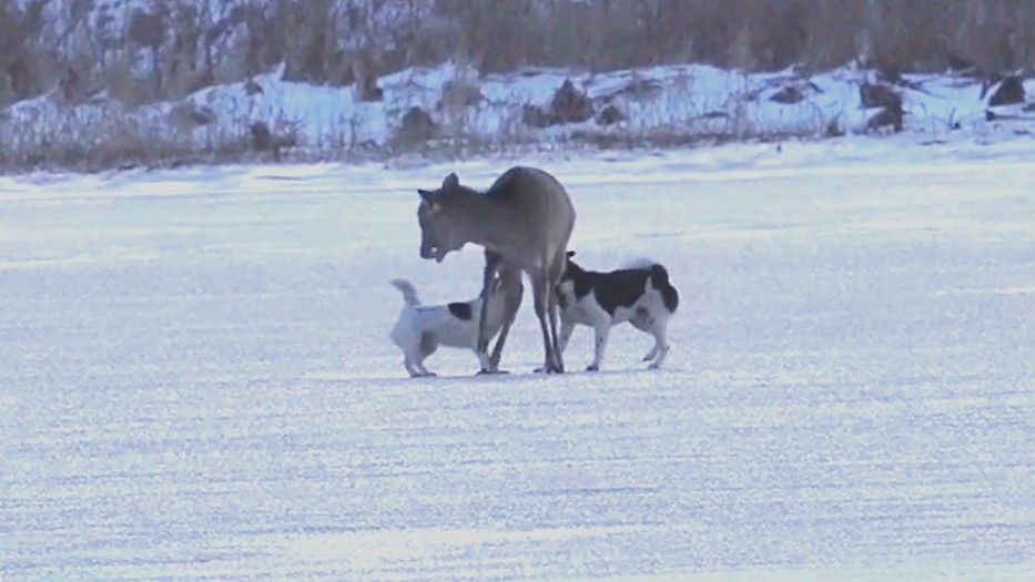 野犬に捕まったシカ（撮影：視聴者）