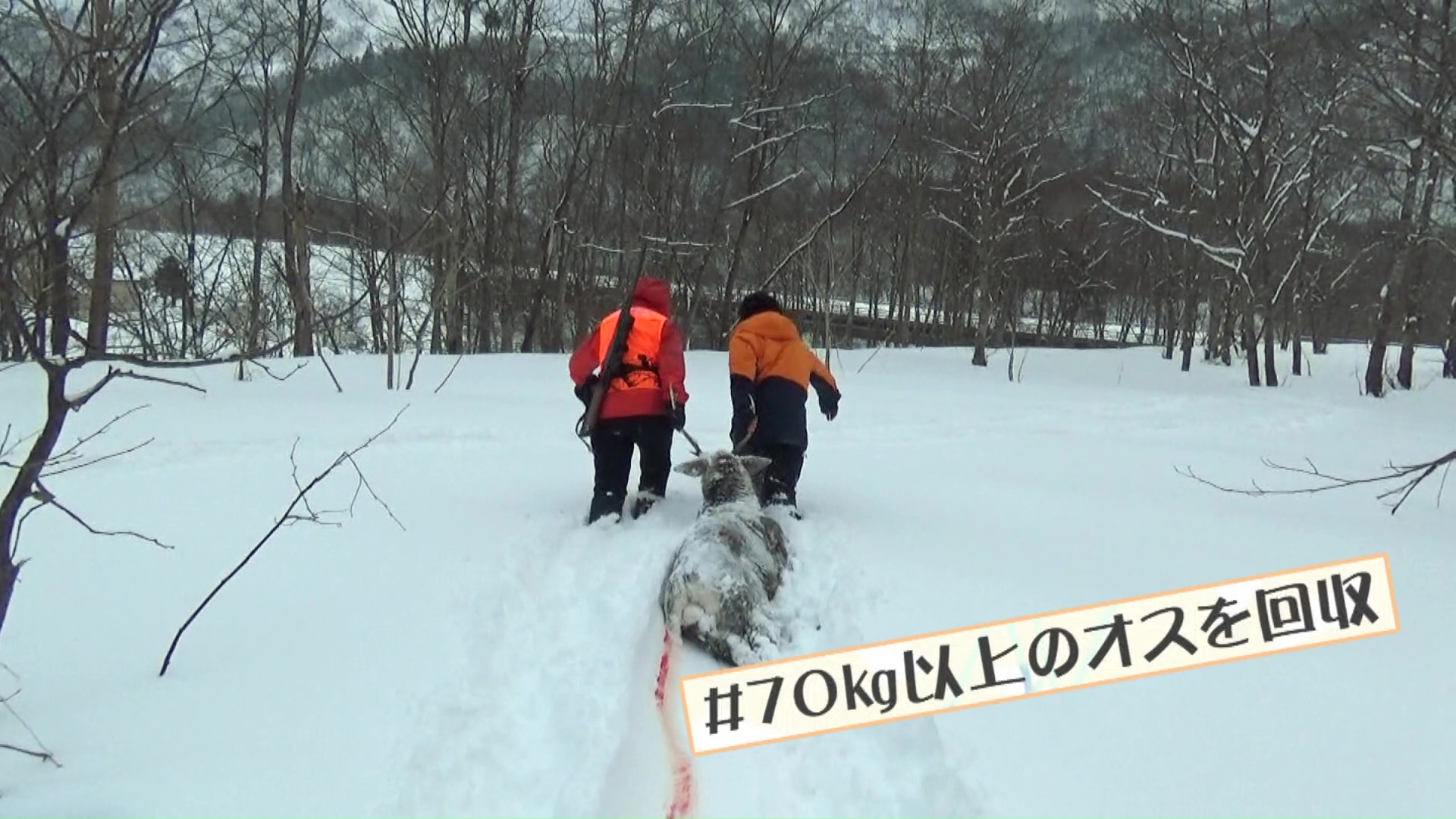 駆除したシカは70キロ以上