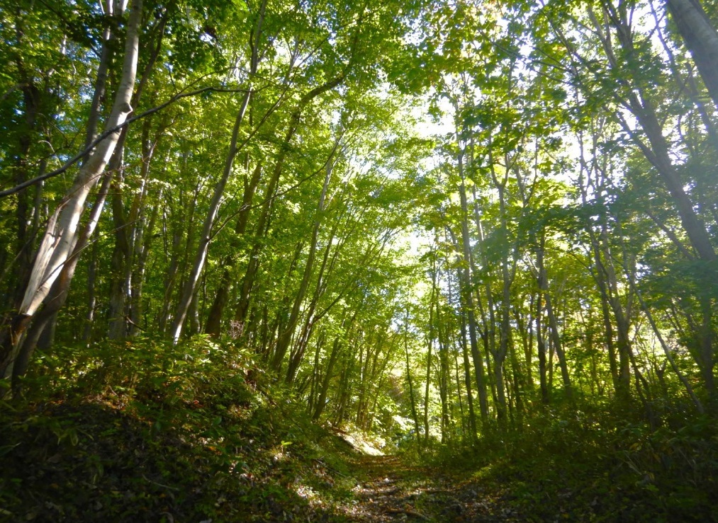 現地の様子(提供:日本熊森協会)