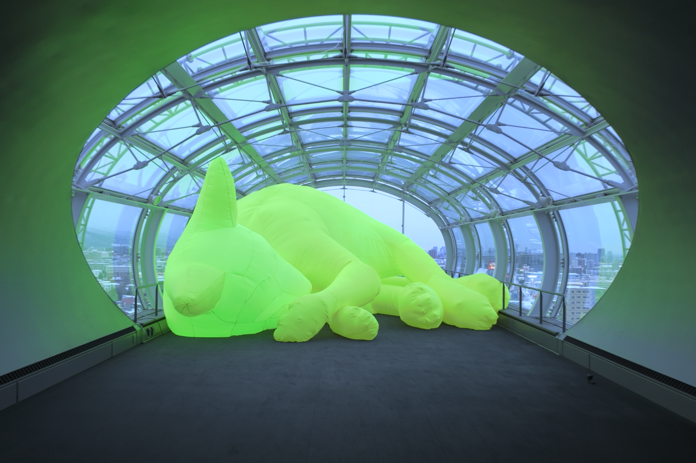 展望台に寝転ぶ猫(札幌ドーム提供)