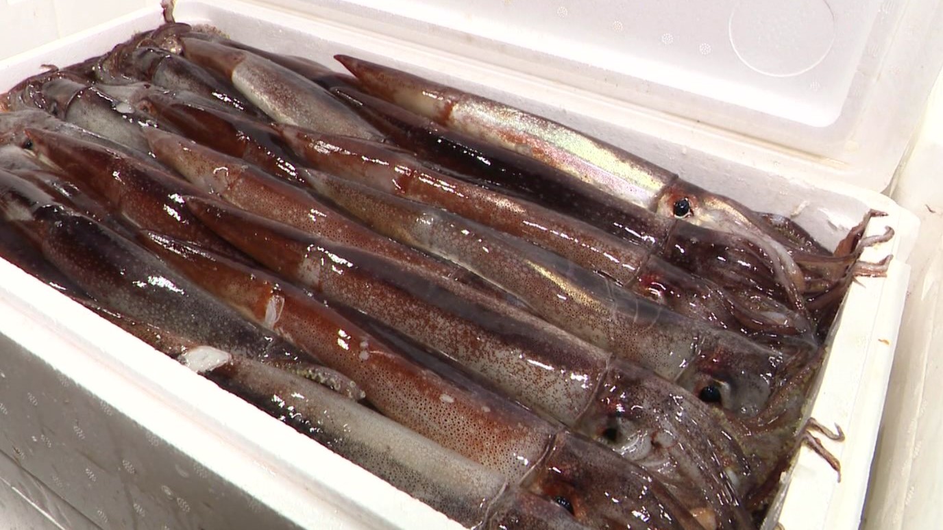 スルメイカ(資料)