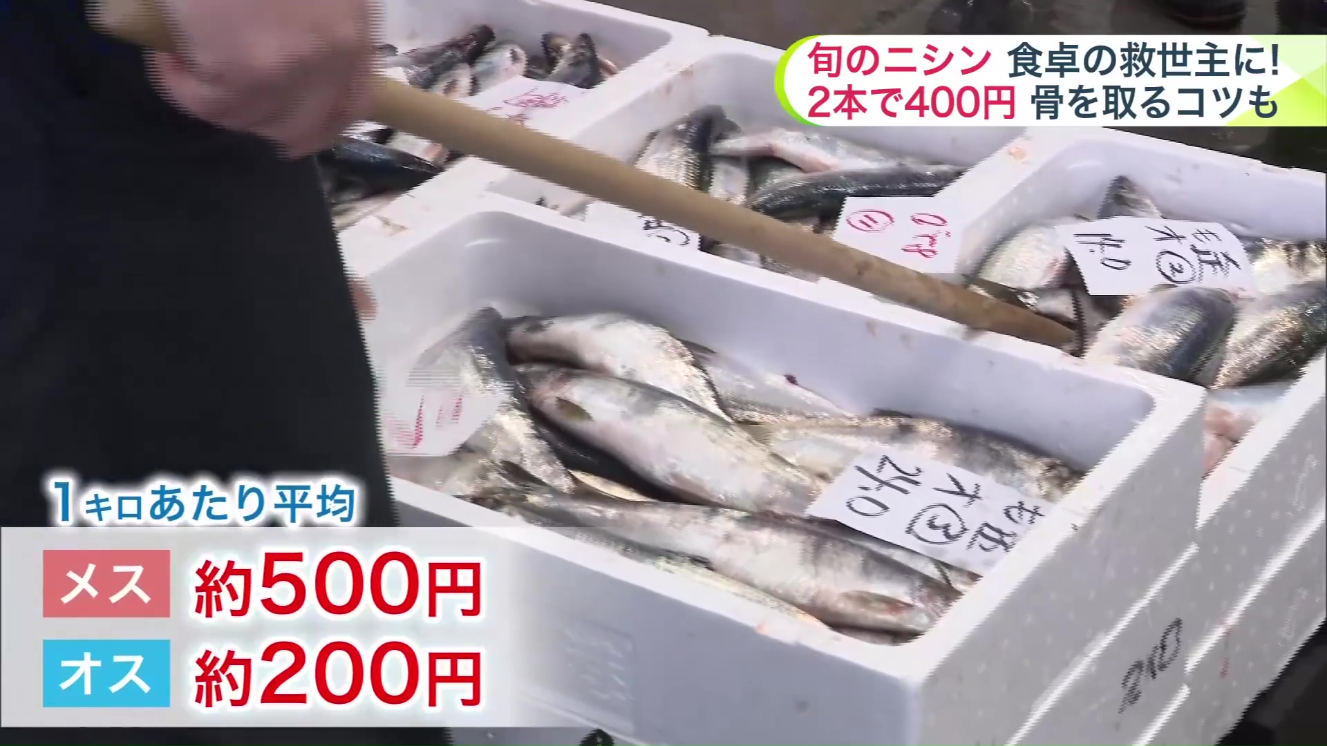 市場に14トンほどものニシンが水揚げ