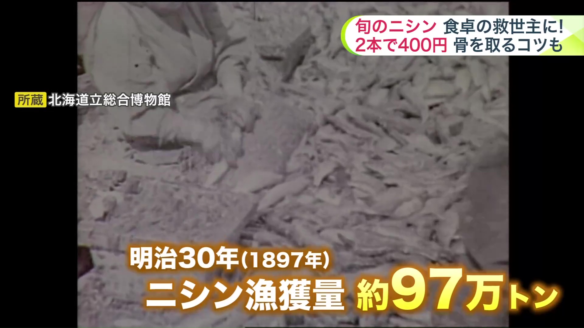 明治30年のニシン漁獲量は約97万トン(所蔵:北海道立総合博物館)