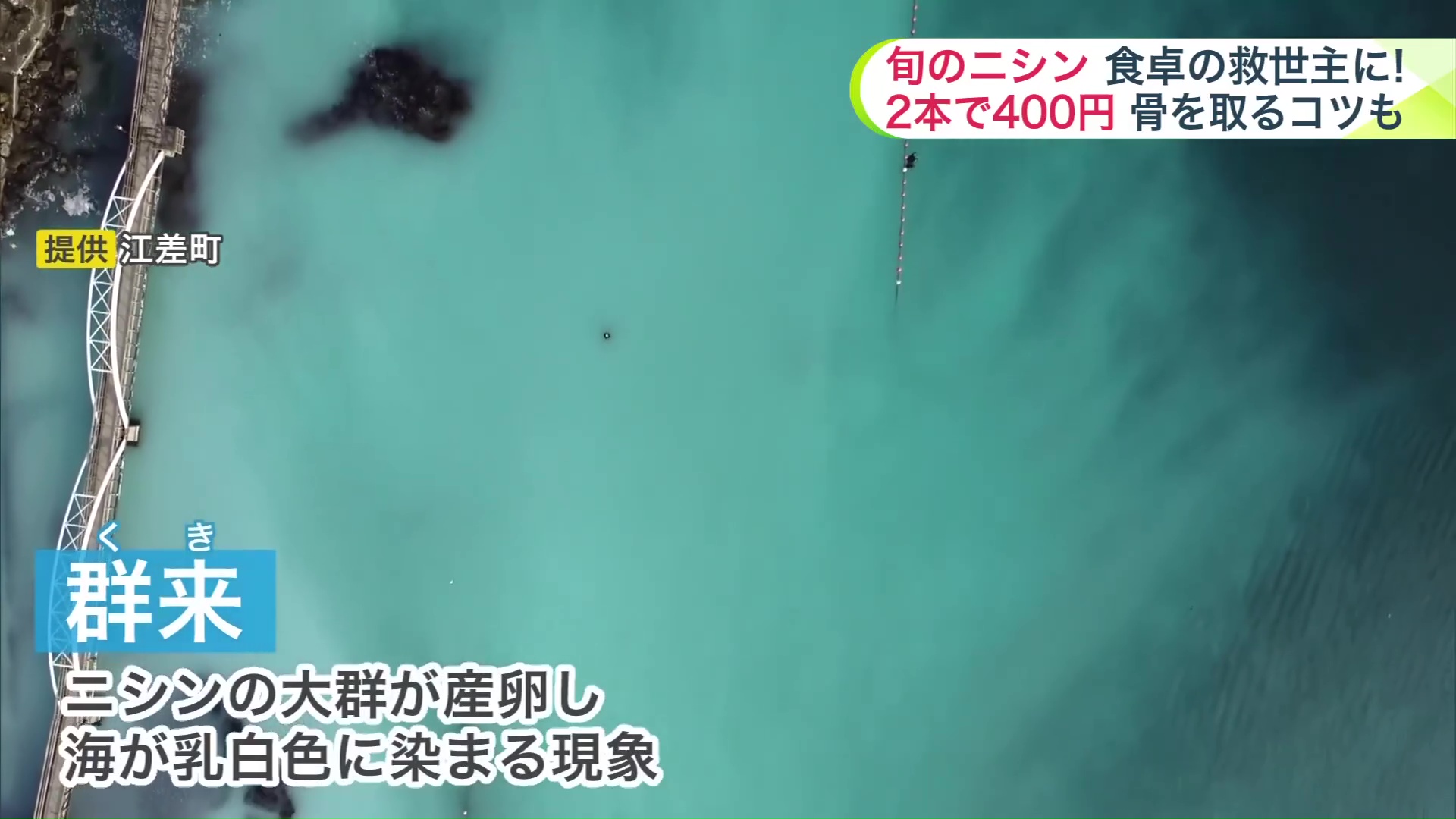 乳白色に染まった海(提供:江差町)