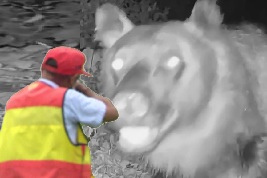 【ヒグマ速報】2025年度の北海道クマ捕獲数が1月末時点で2013頭と『過去最多』に＿前年度の2倍近くに増加＿通報件数も年間5260件と前年の約2倍＜北海道＞