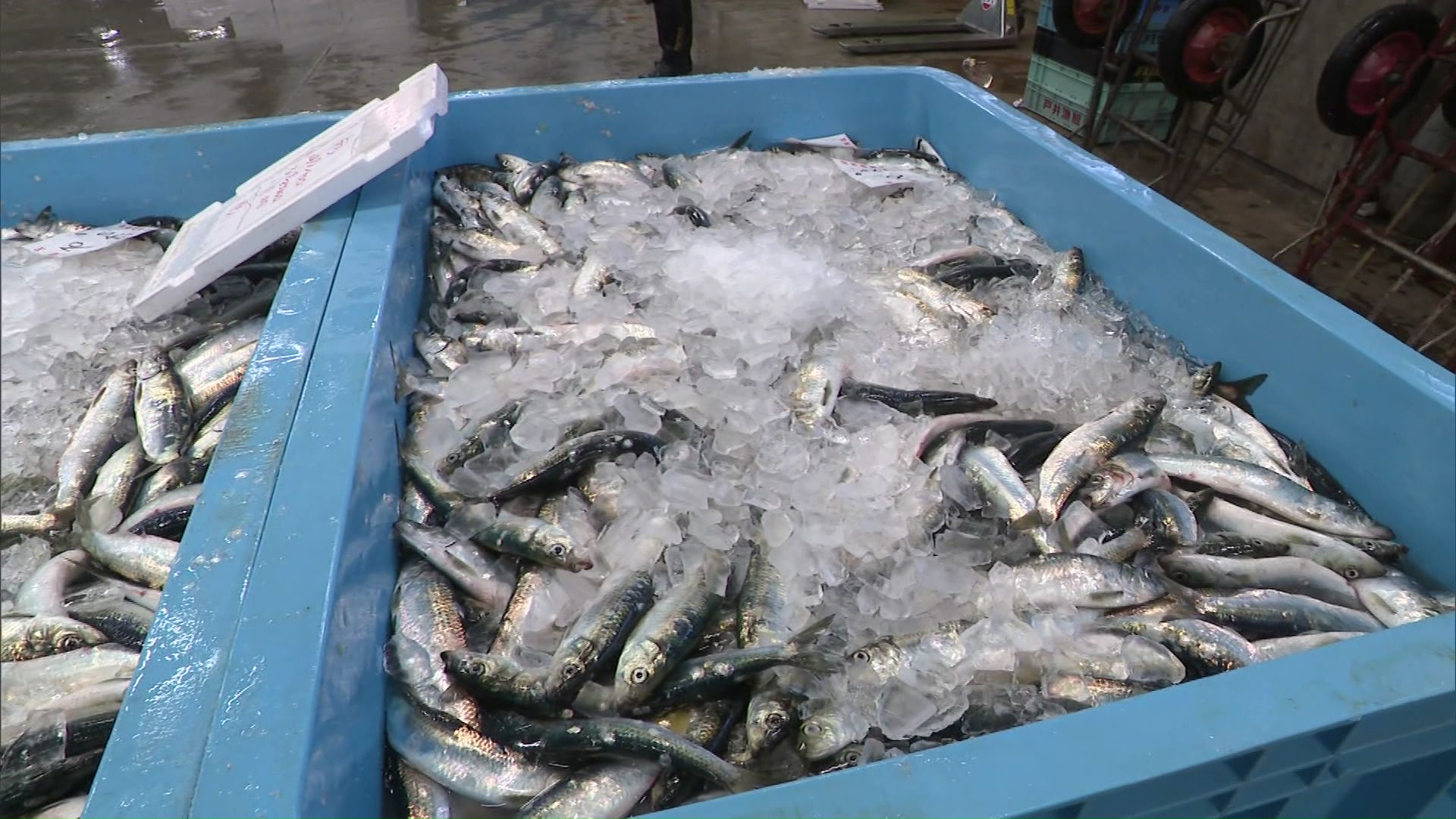 漁獲量が回復しているニシン