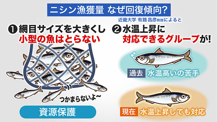 ニシン漁獲量はなぜ回復傾向?