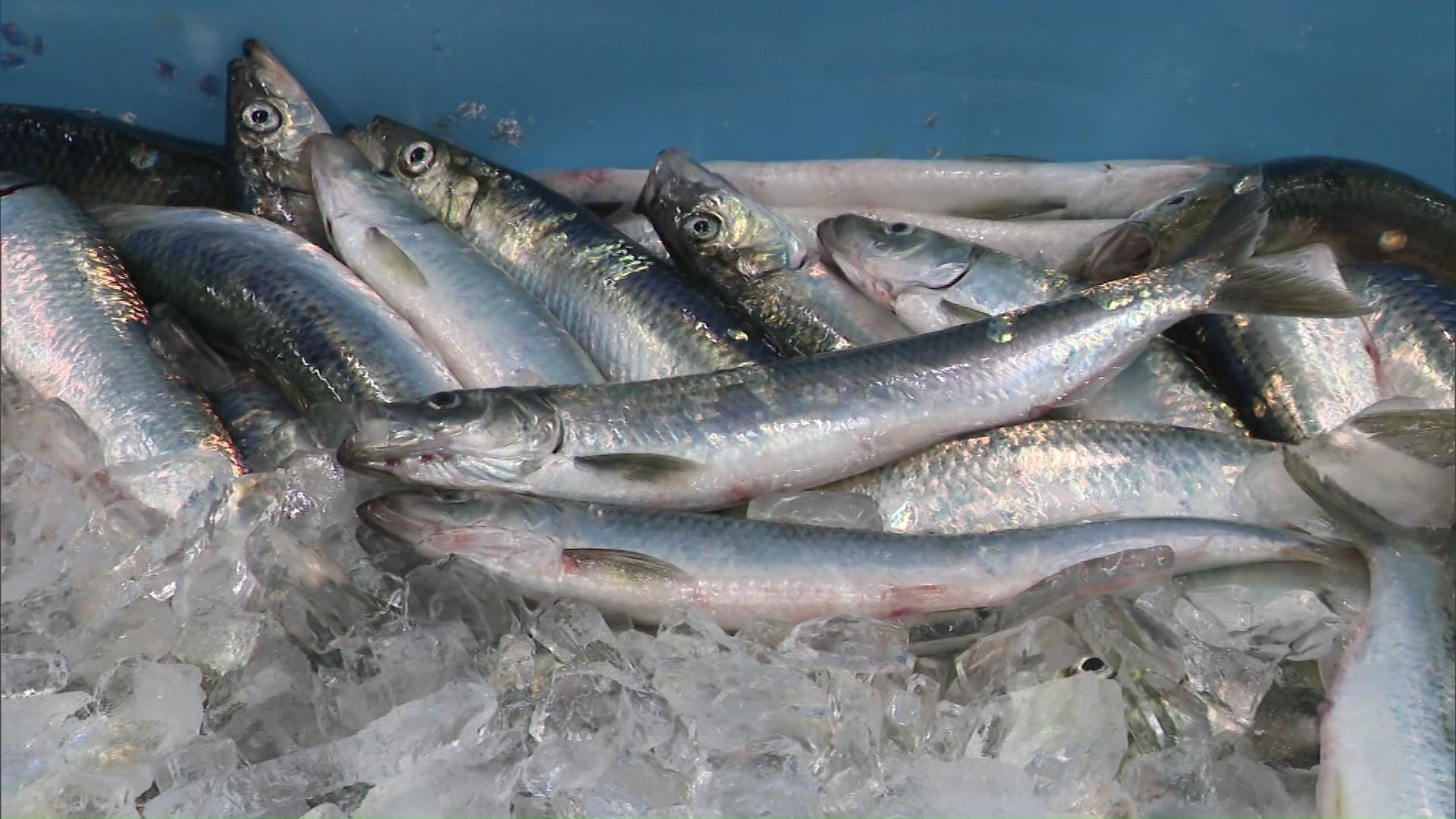 市場に並んだニシン