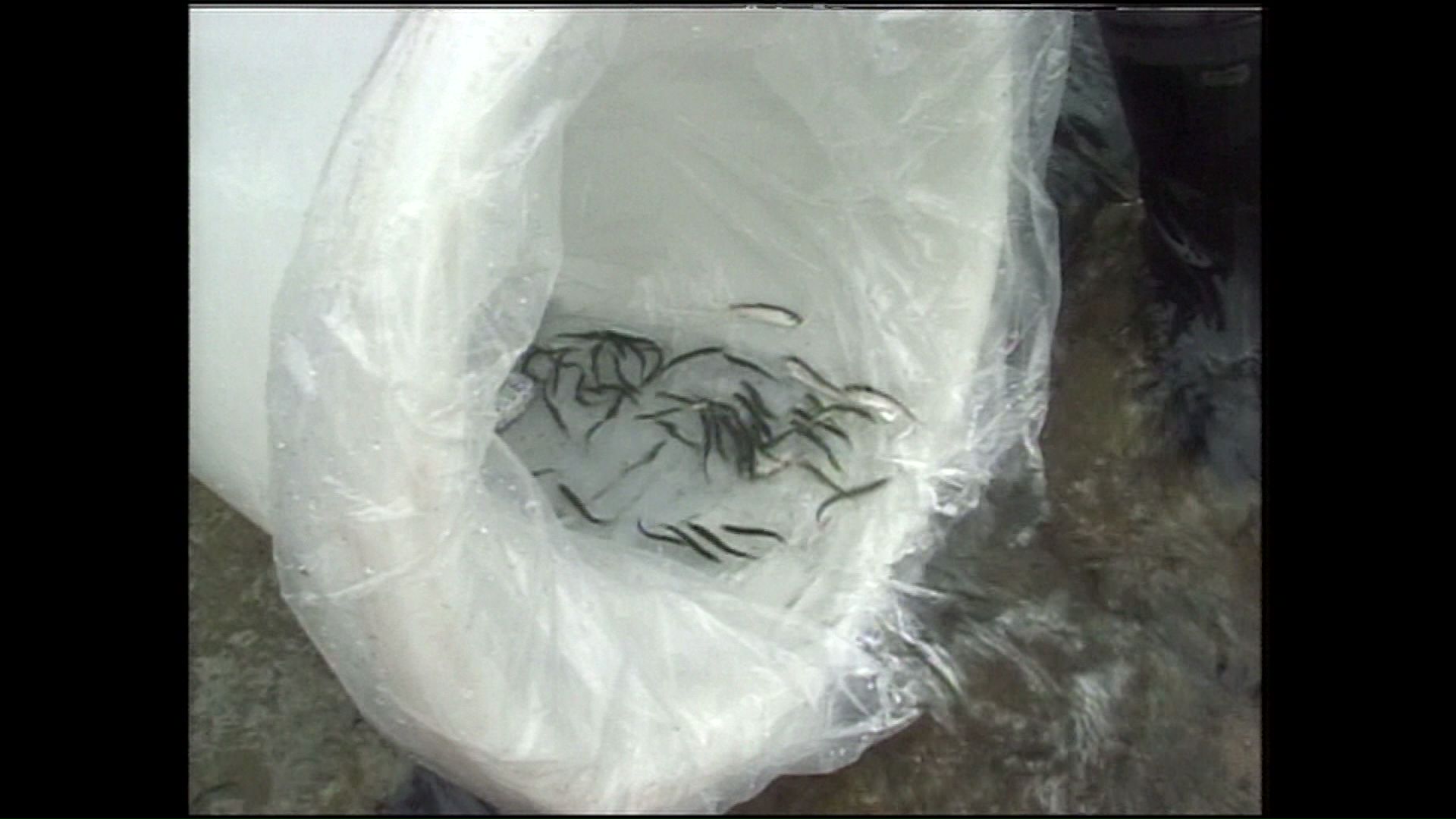 ニシンの稚魚を放流(1997年・留萌市)