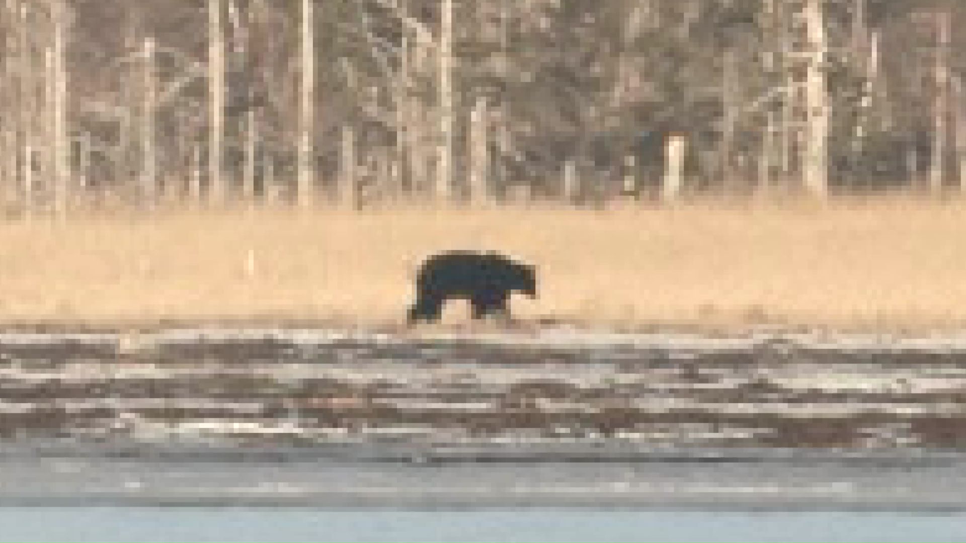 根室市の春国岱で目撃されたクマ（撮影:視聴者）