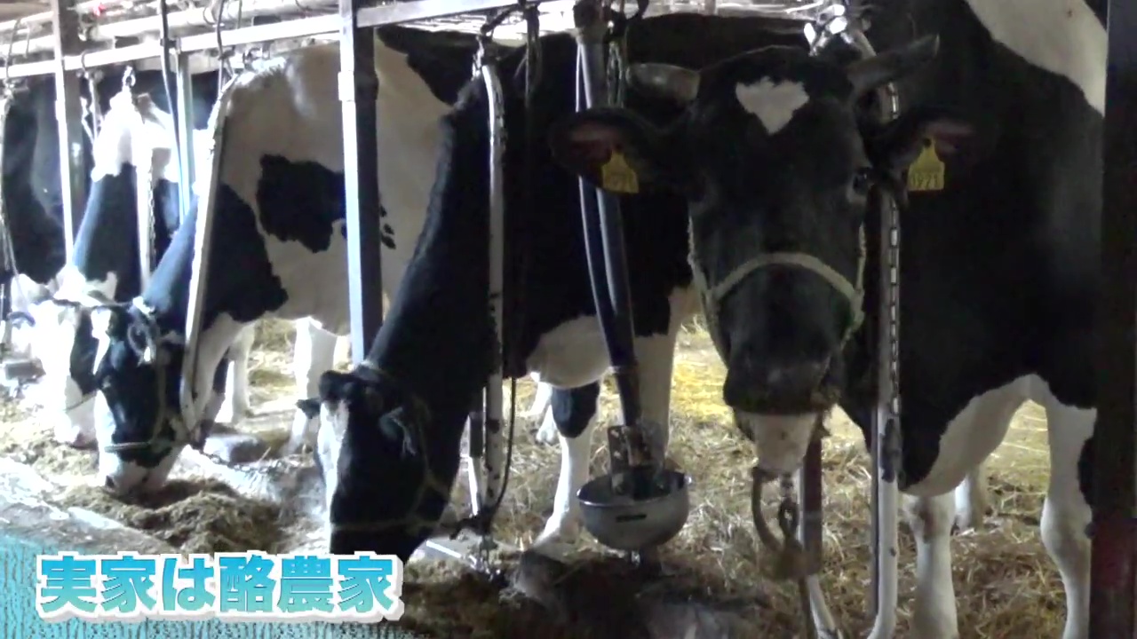 実家は酪農家