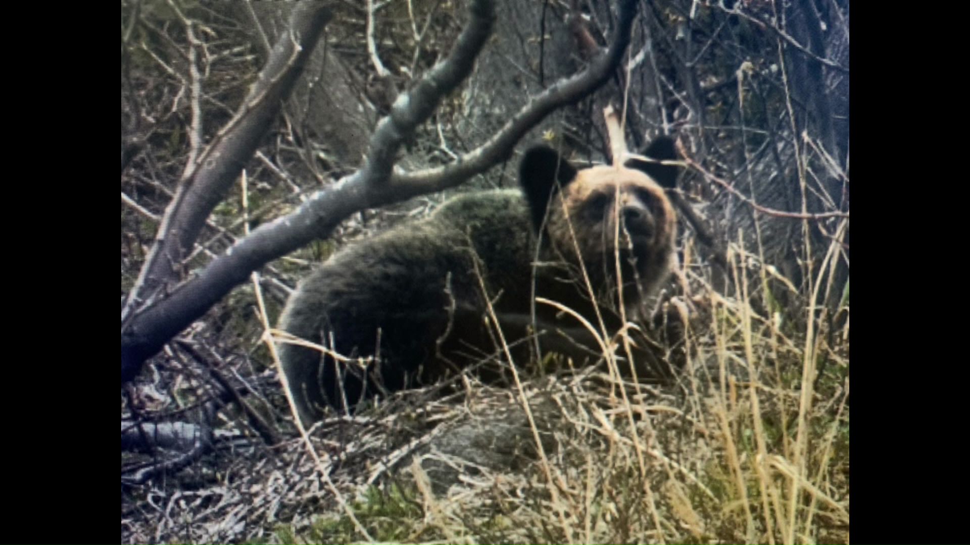 復元された宝大さんの写真