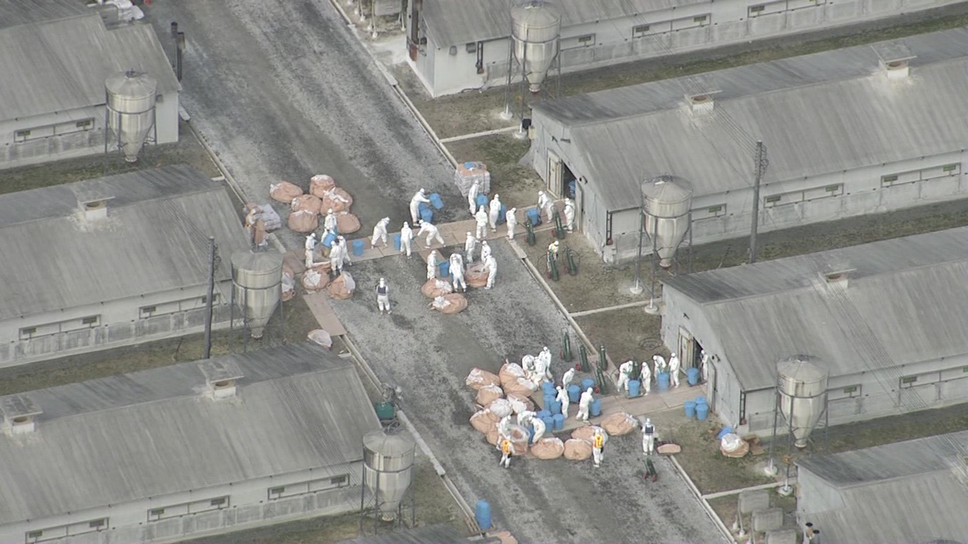 5日にはじまったニワトリの殺処分