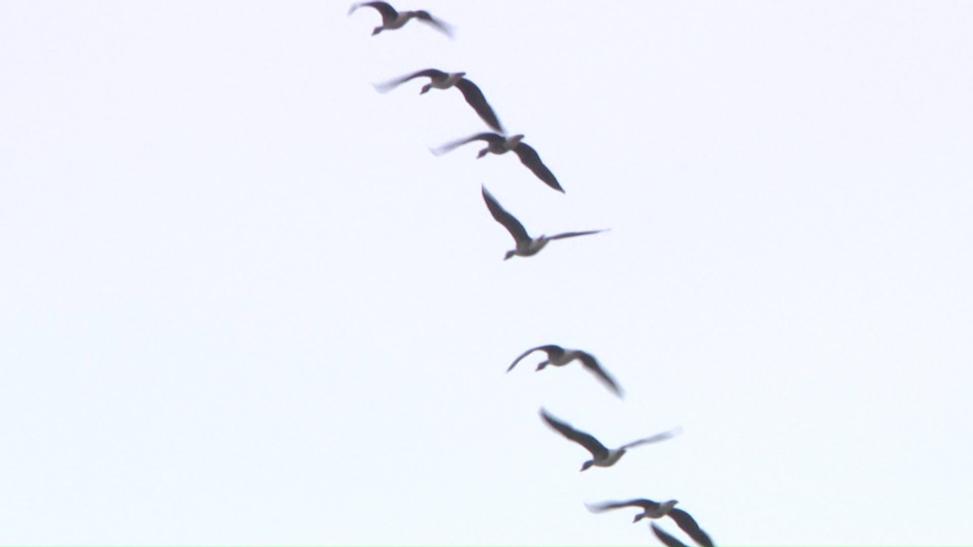 渡り鳥が影響か?