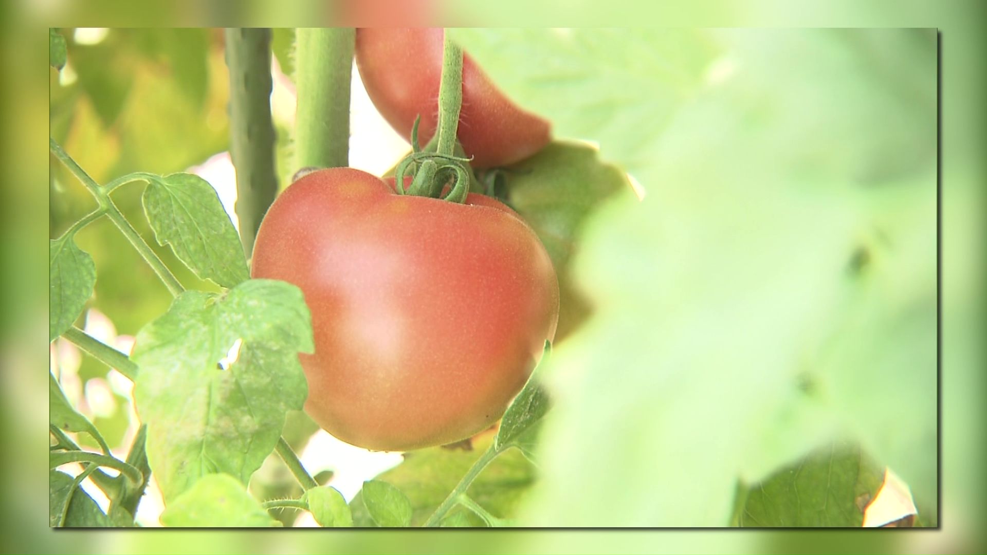 白石農園で栽培される「神トマト」(資料画像)