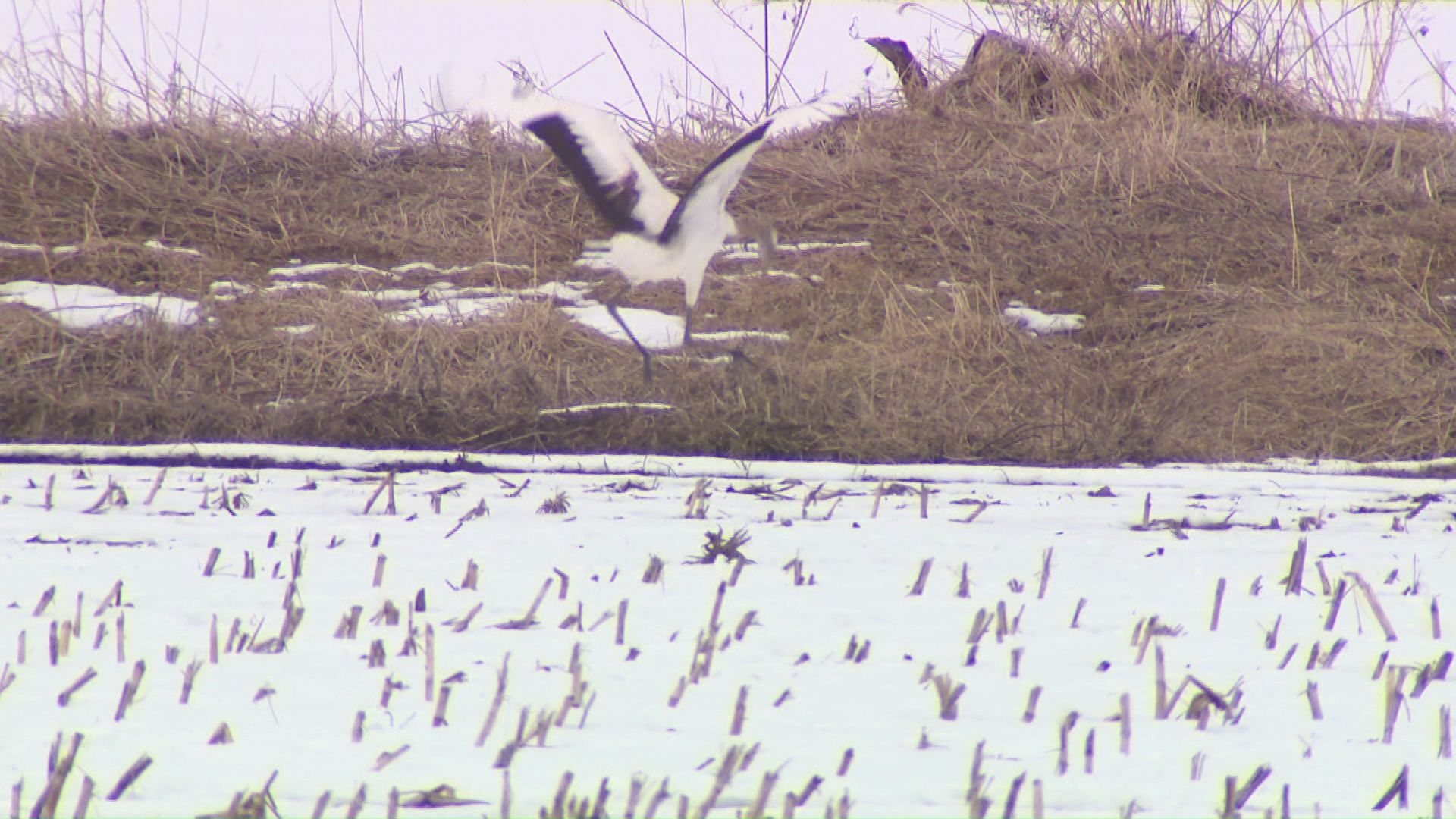 鶴居村に生息するタンチョウ