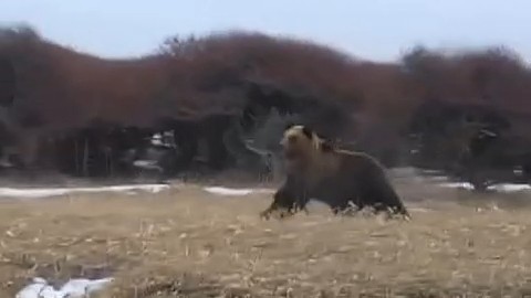 列車に接近するヒグマ（撮影：視聴者）