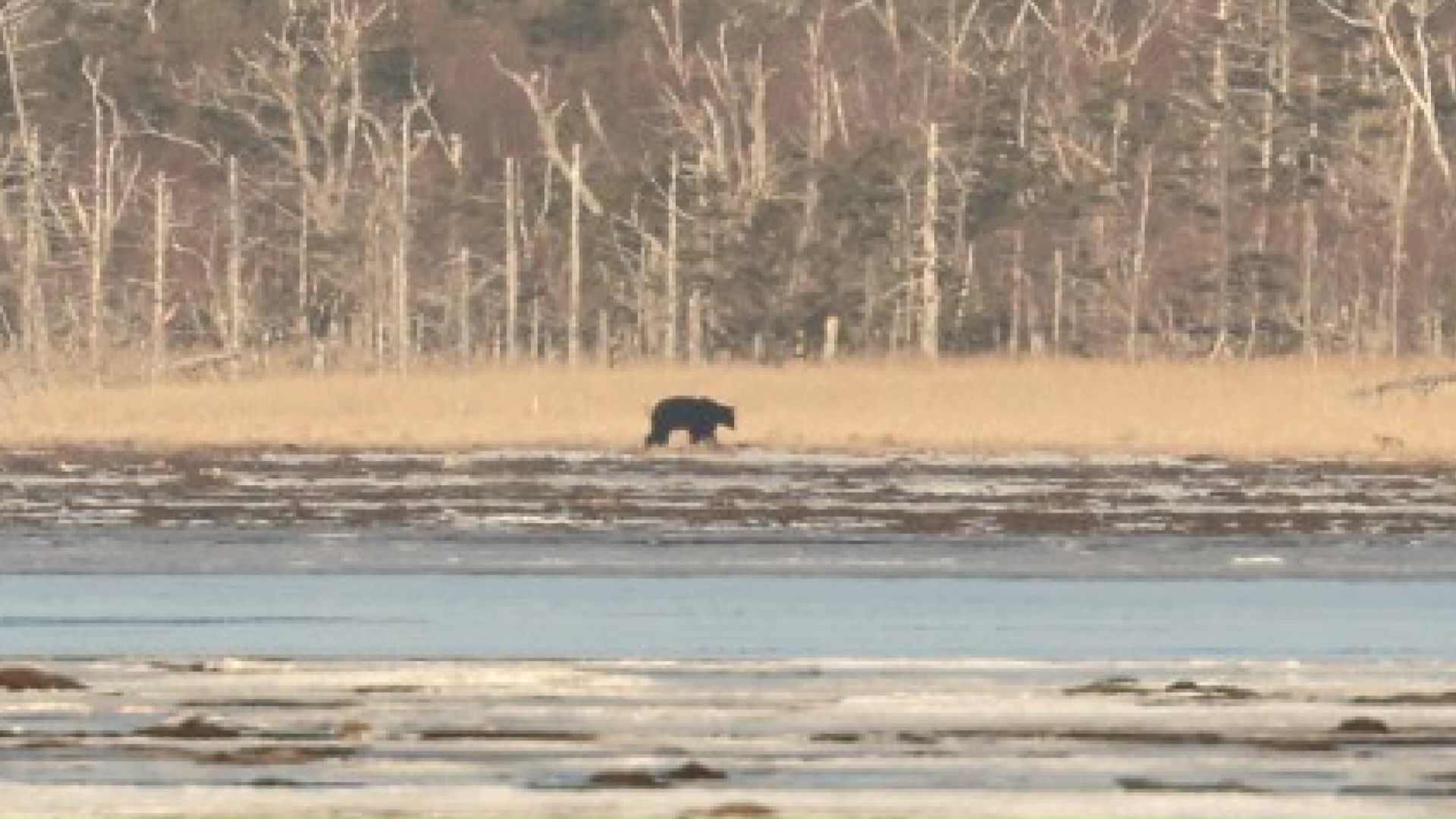 根室市で確認されたクマ（撮影：視聴者）