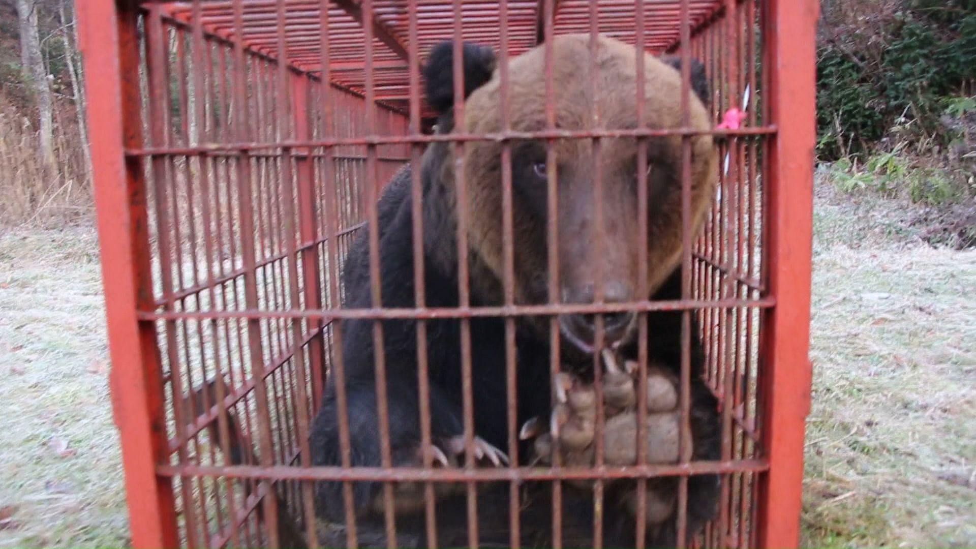 捕獲されたクマ（提供：苫前町猟友会 林豊行会長）