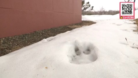 足跡は校舎のすぐそばに…