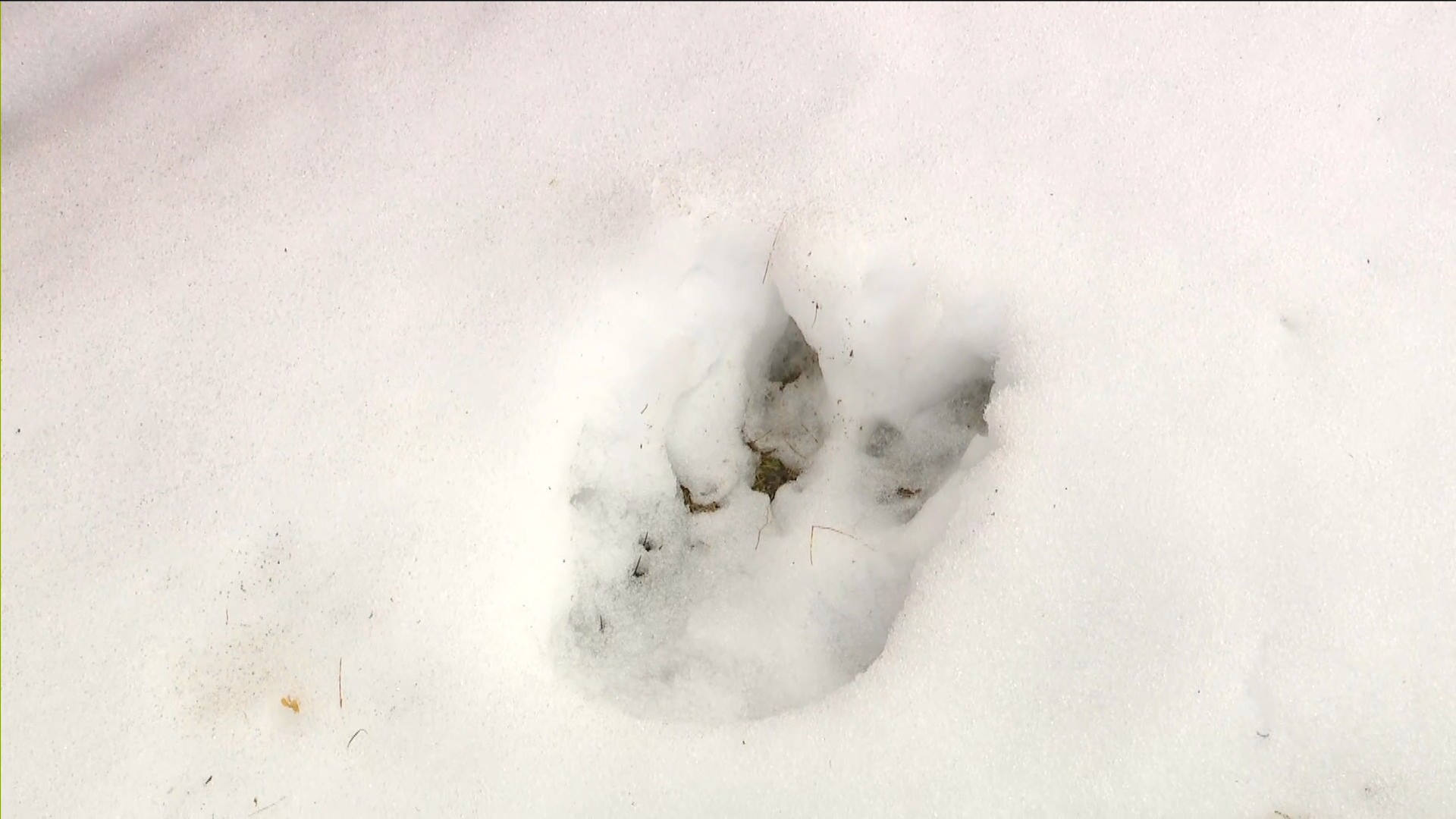 足跡は長さ21センチ、幅10センチほど