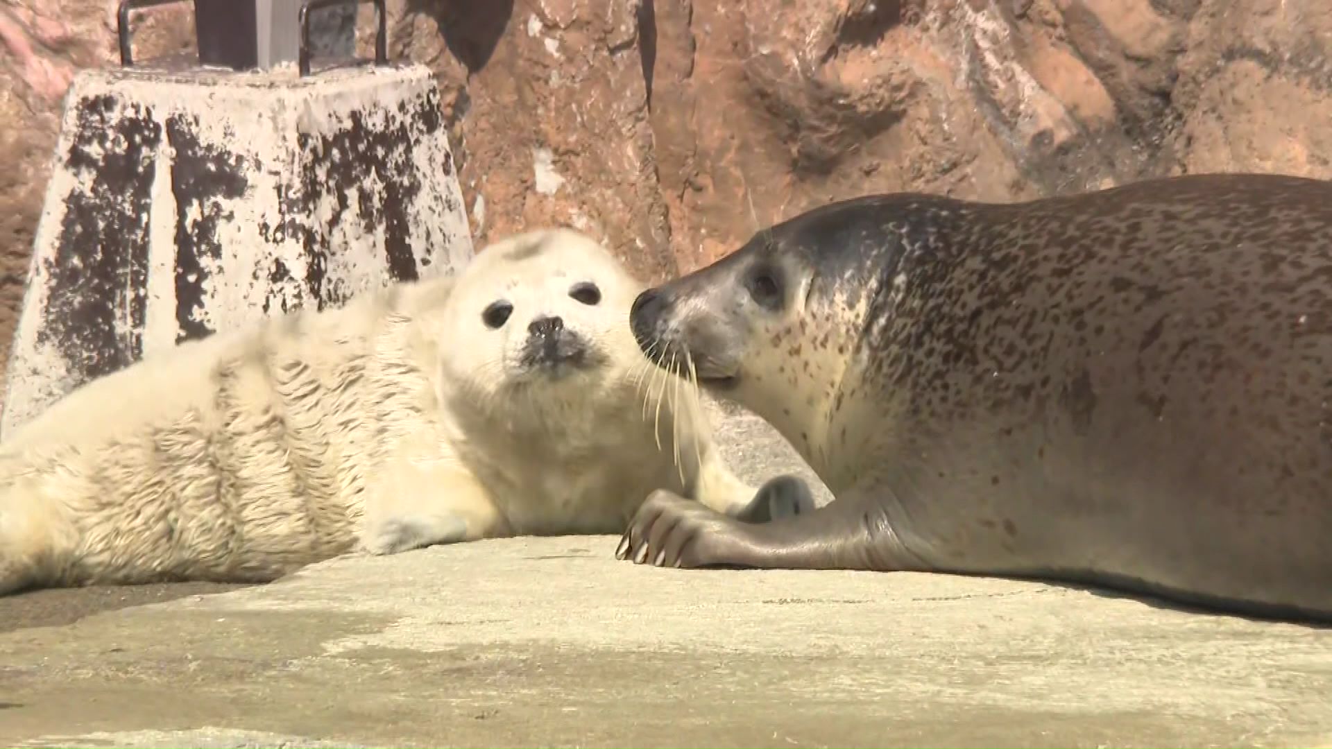 ゴマフアザラシの赤ちゃん