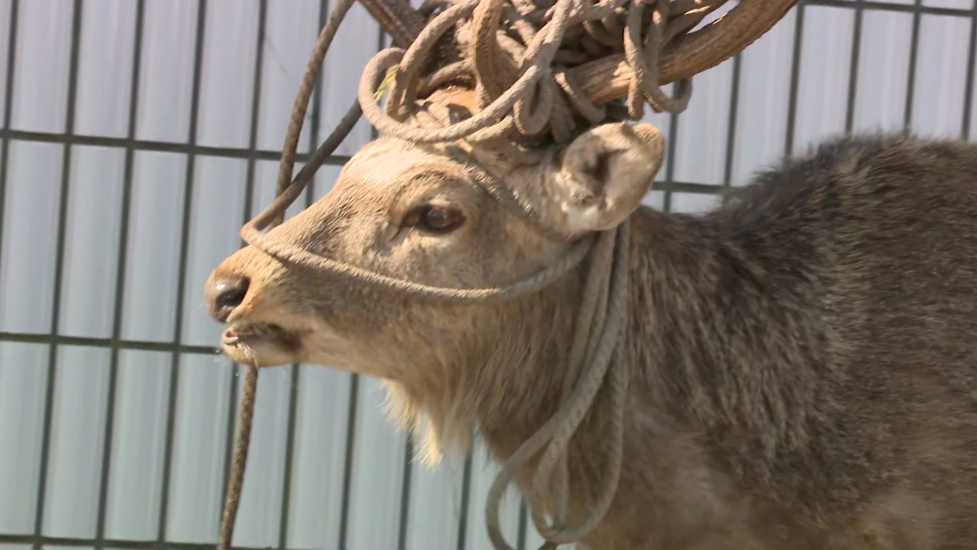 角にロープが絡まったシカ