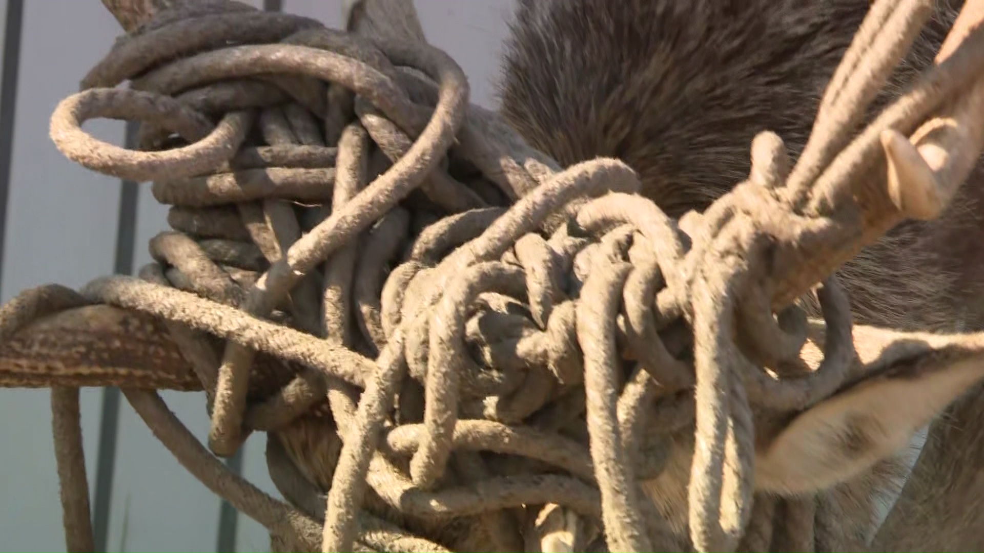 ロープは幾重にも絡まった状態