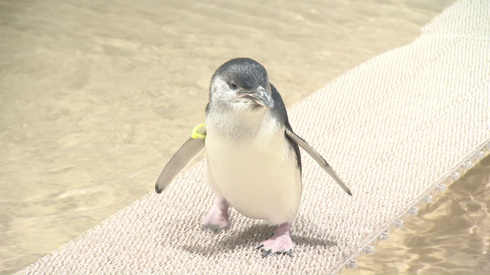 フェアリーペンギンの成獣