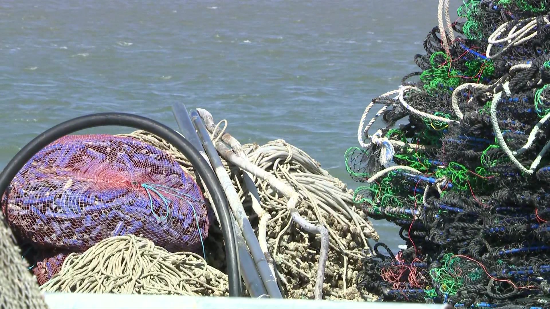 漁業用の網に絡まるシカも多い