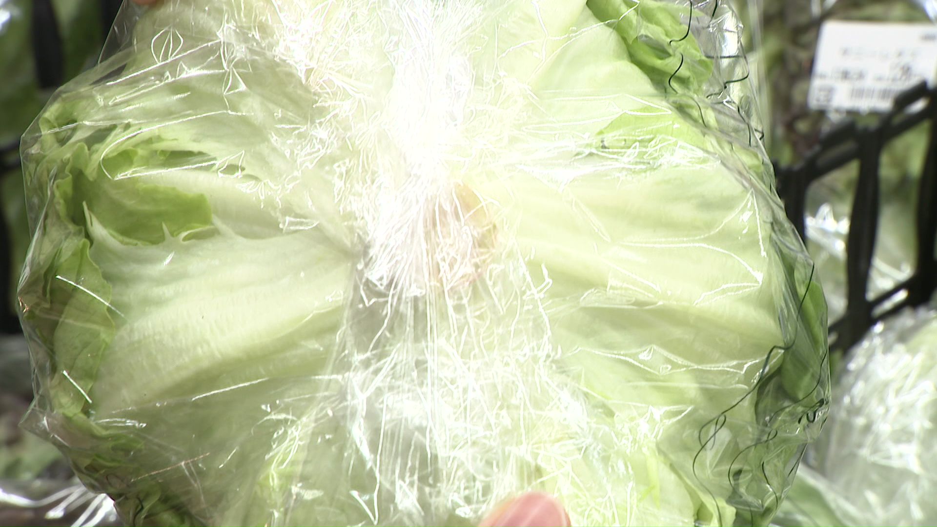 北海道産の春レタスは鮮度がよく日持ちする