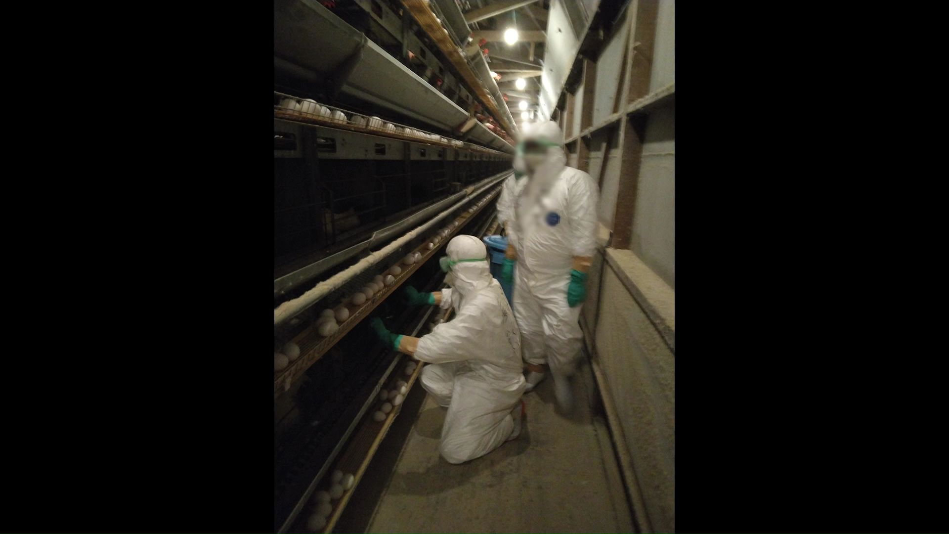 卵の値段はもう少し上がるか（提供：北海道）