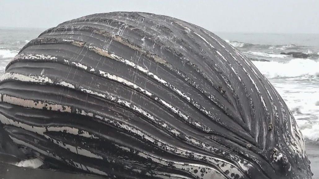 「得体のしれない漂流物がある」などと海上保安部に通報