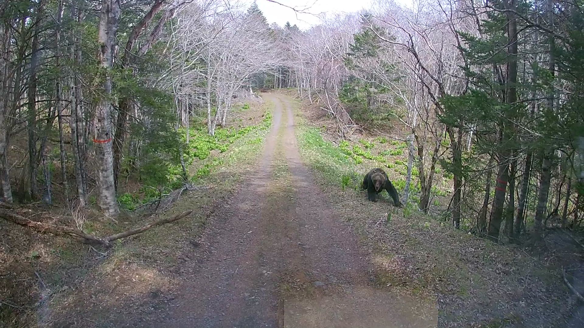相次いだクマの出没
