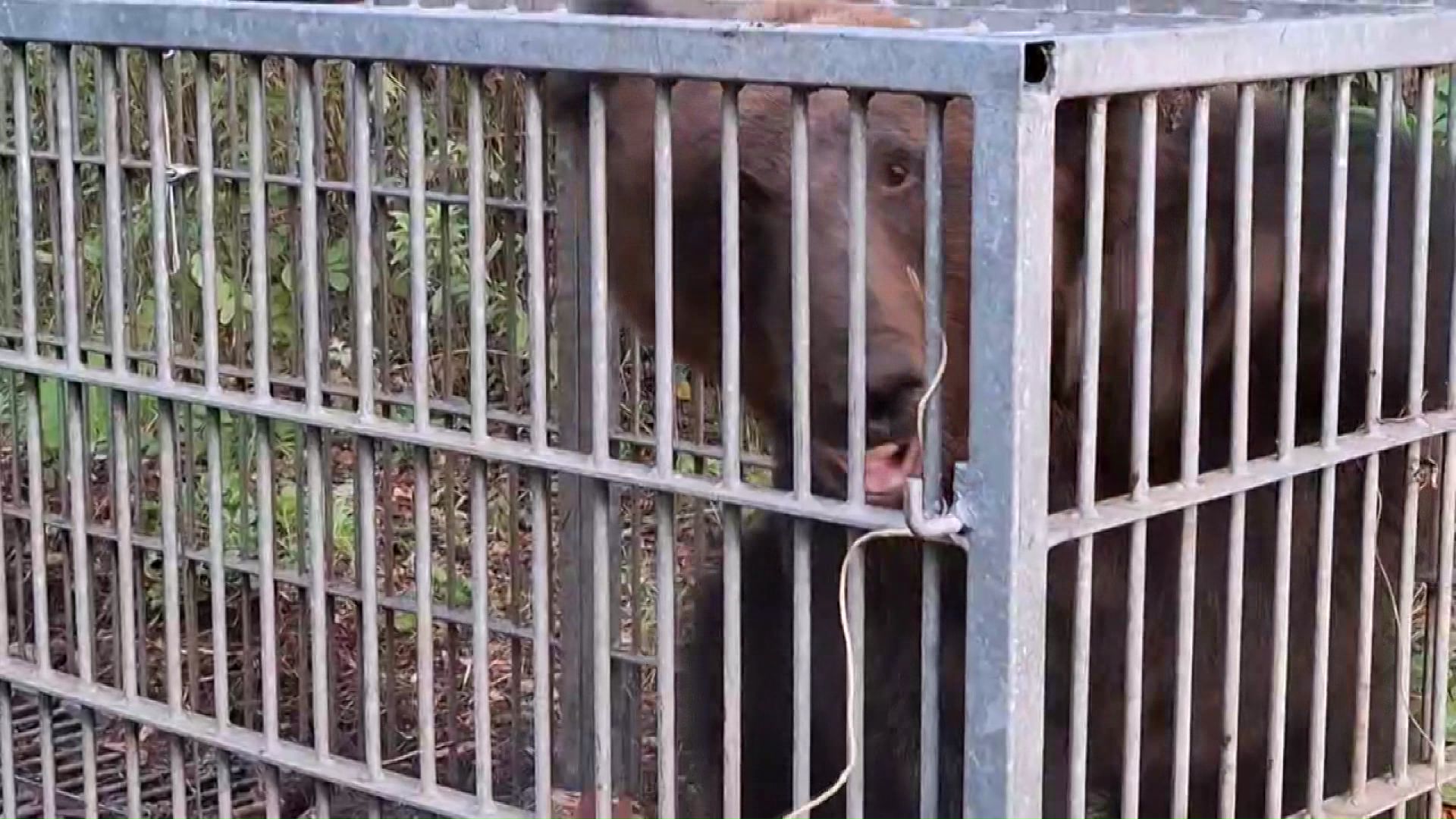 2025年のクマに関する警察への通報は5000件を超えた