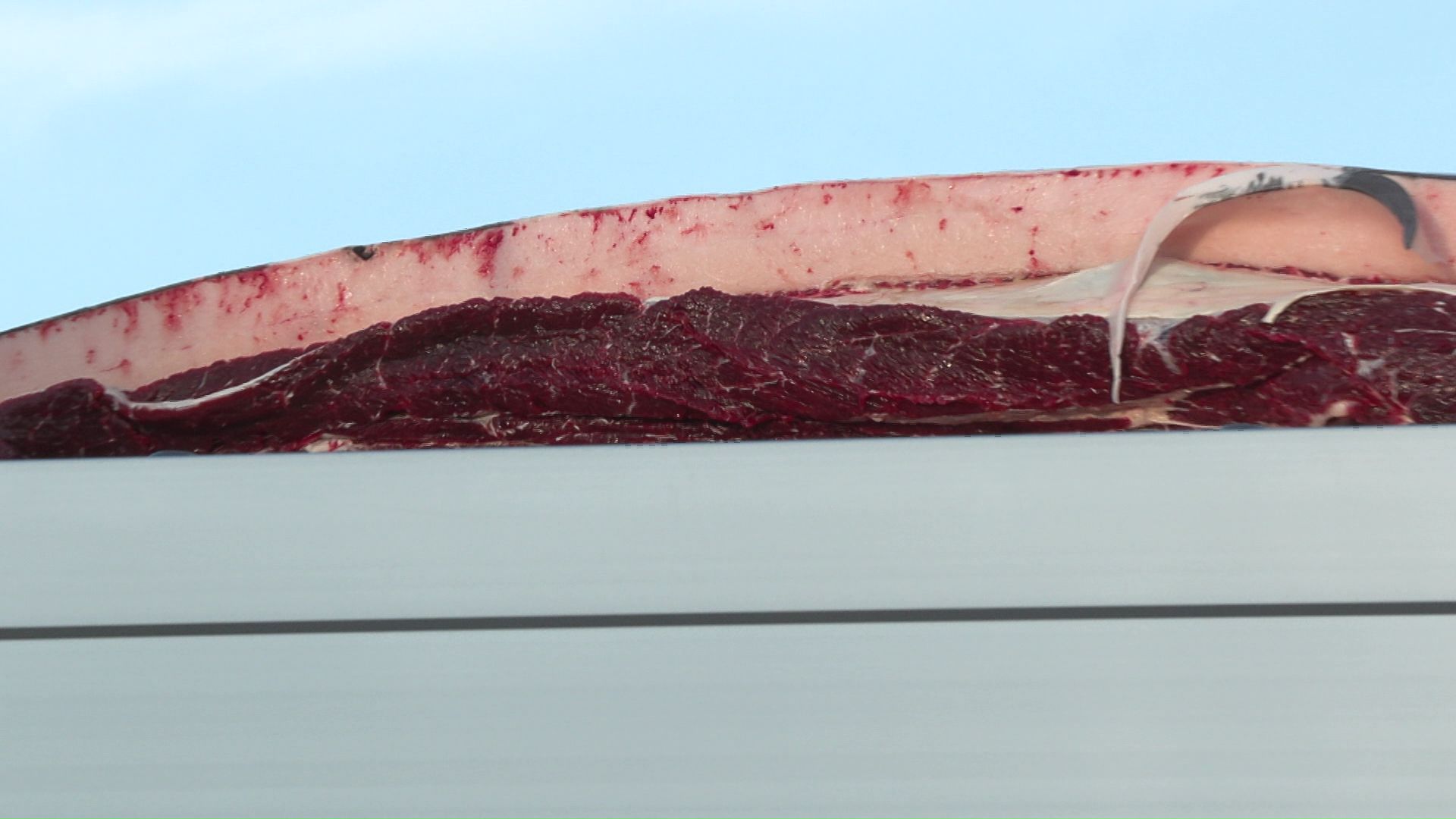 解体されたミンククジラ「脂がのって大きい」」