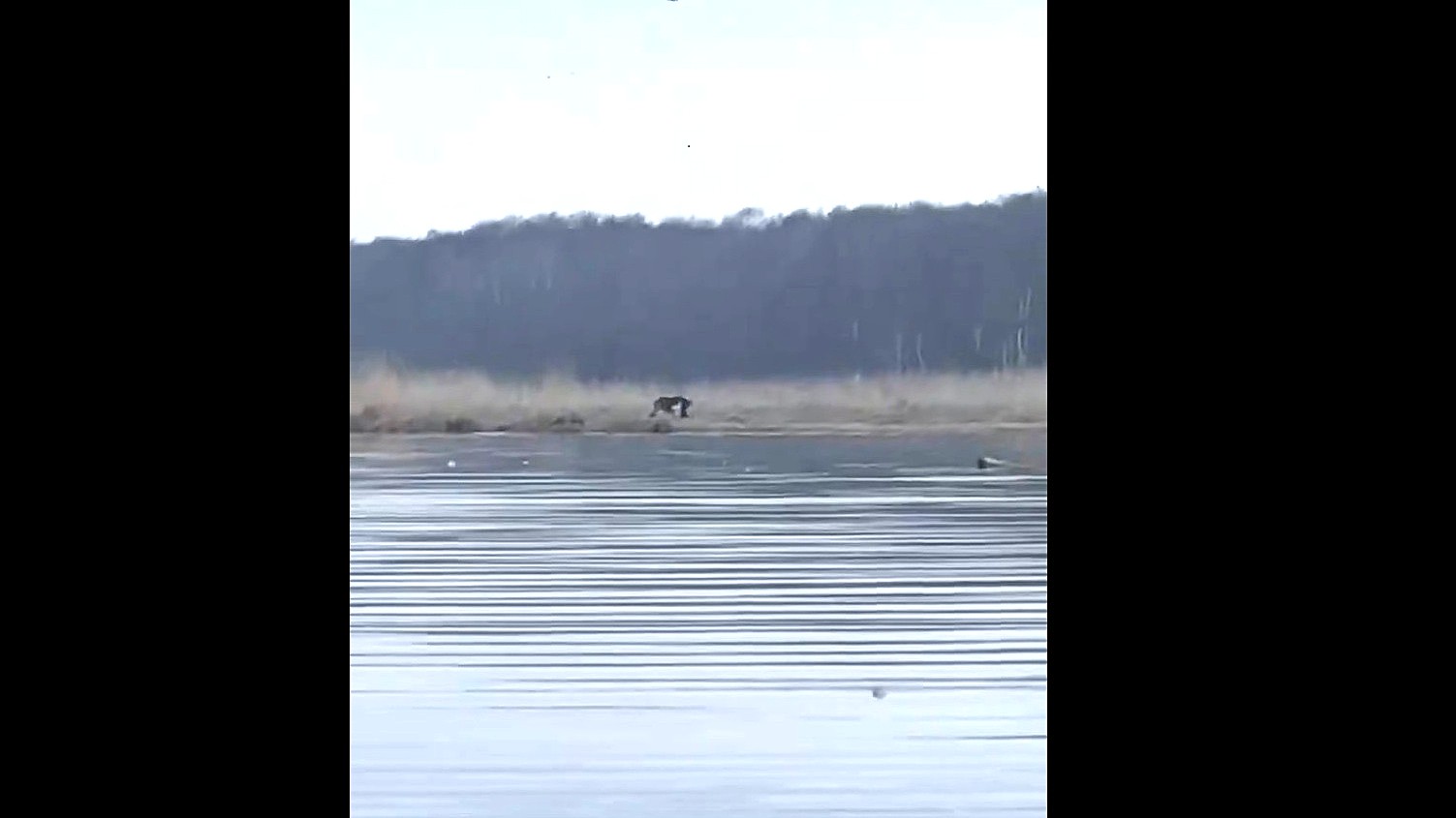 釣り人たちの前で小鹿に襲い掛かる（提供：fishing_east_hokkaido）