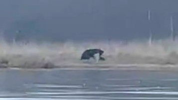 シカを引きずりながら草むらの中へ（提供：fishing_east_hokkaido）