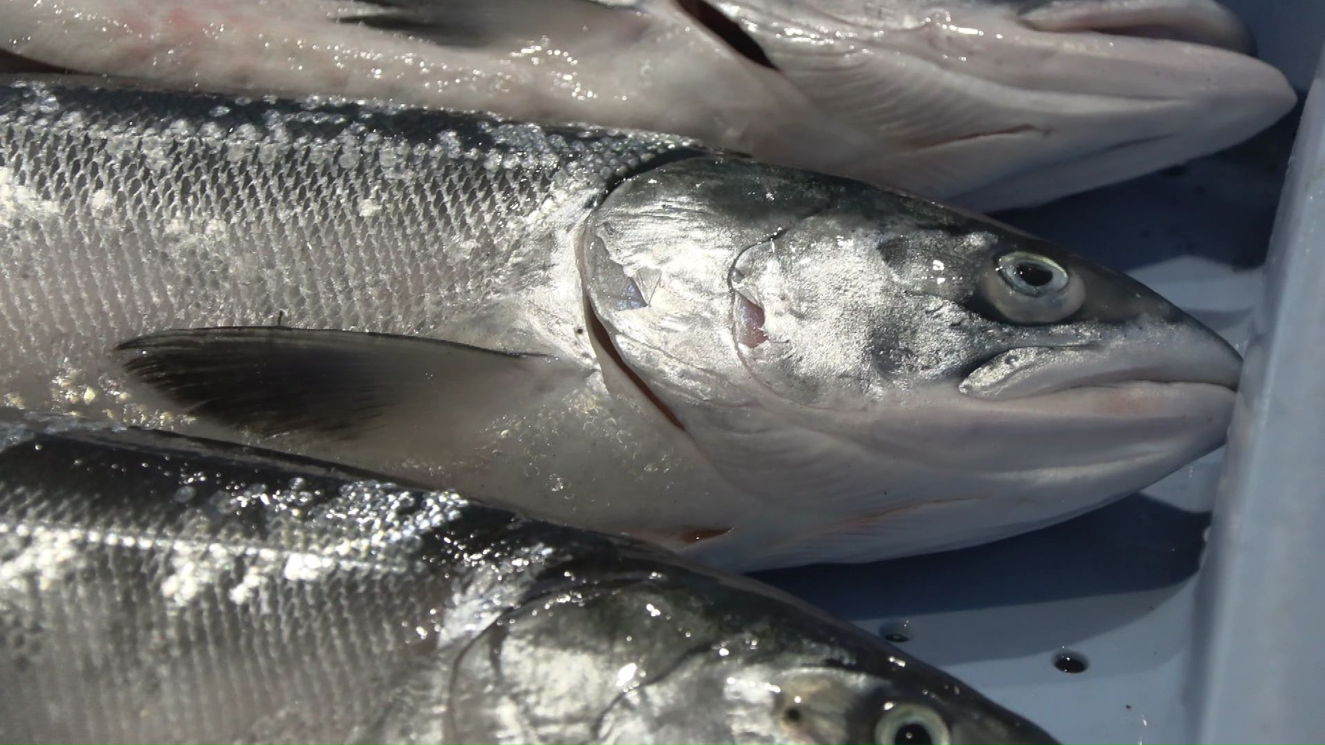 花咲港で初水揚げ