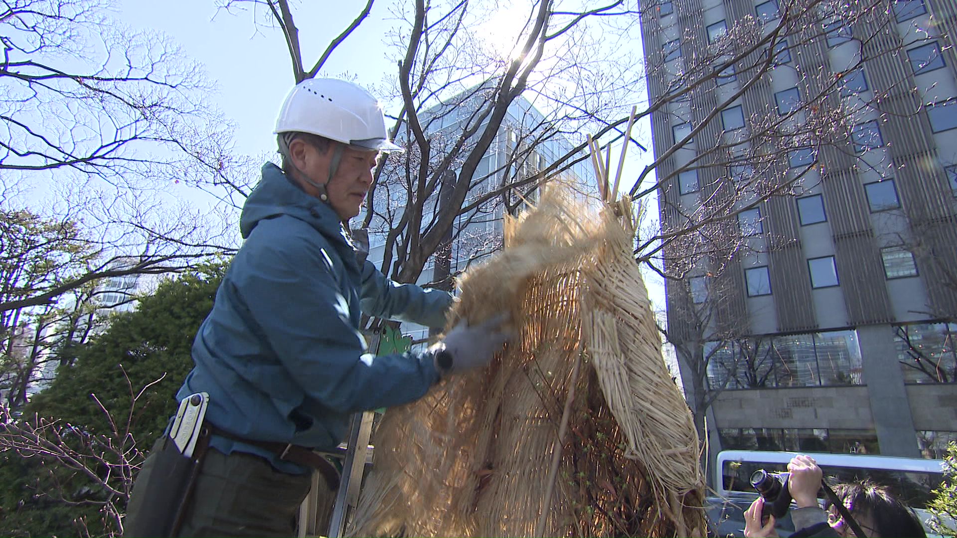 冬囲いの撤去作業を行う作業員