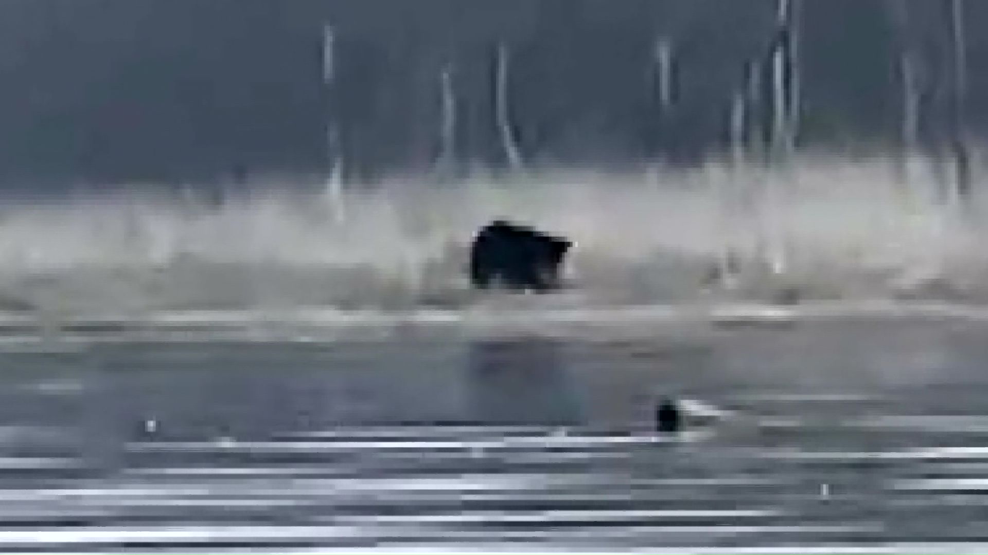 体調2m超えのクマが小シカを襲う瞬間(提供:fishing_east_hokkaido)