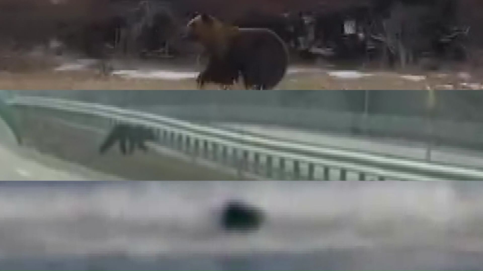 道内で目撃されたクマたち