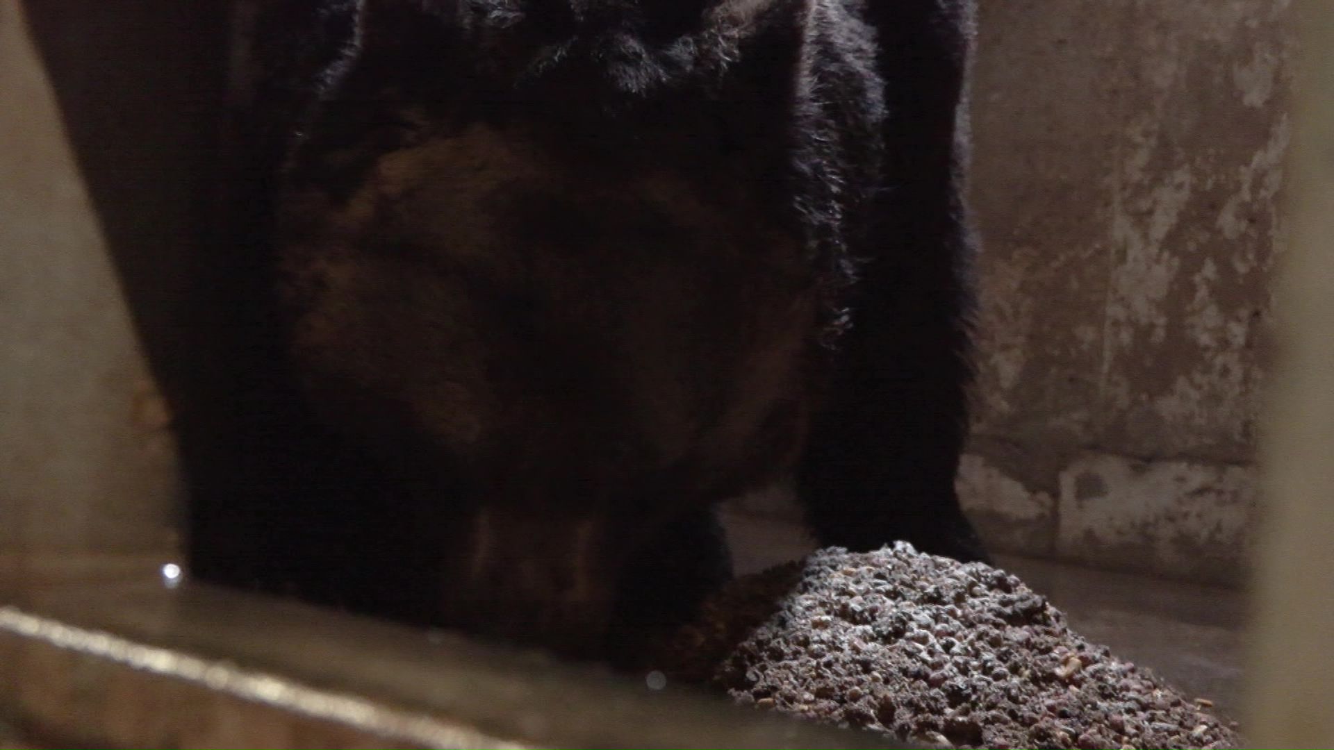 勢いよくエサを食べるクマ