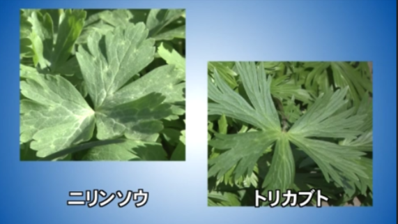 山菜のニリンソウ(左)とトリカブト(右)