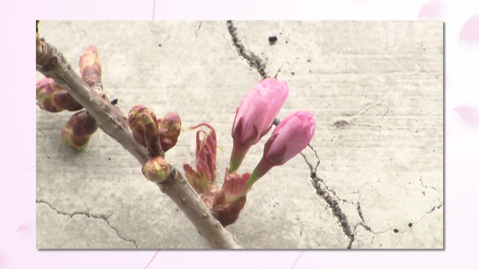 2024年4月 地下鉄・宮の沢駅付近のサクラ