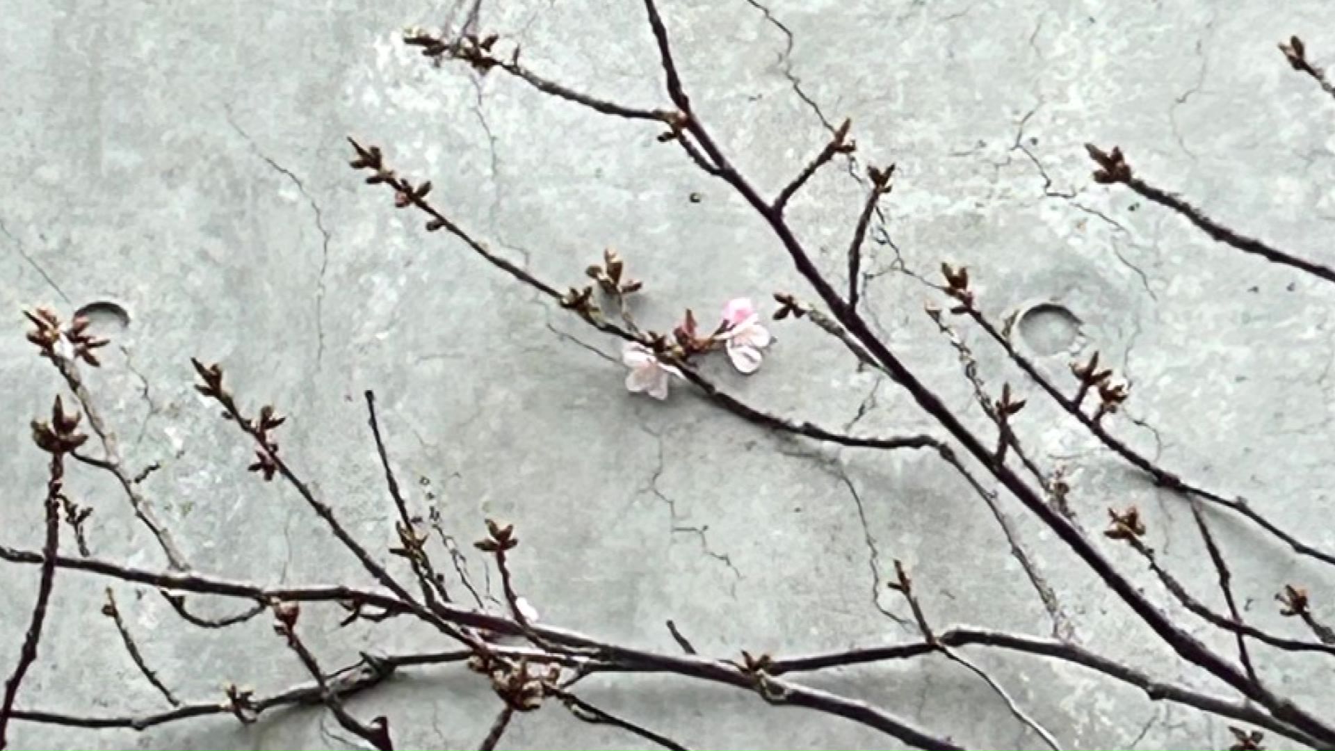 2026年のようす FNNビデオPostより