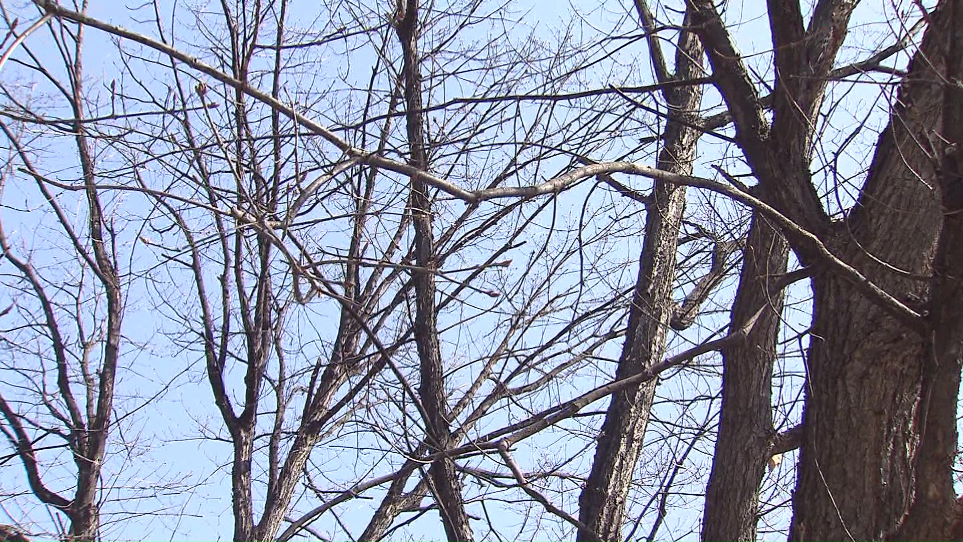 つぼみは大きくなっているがまだ咲いていない