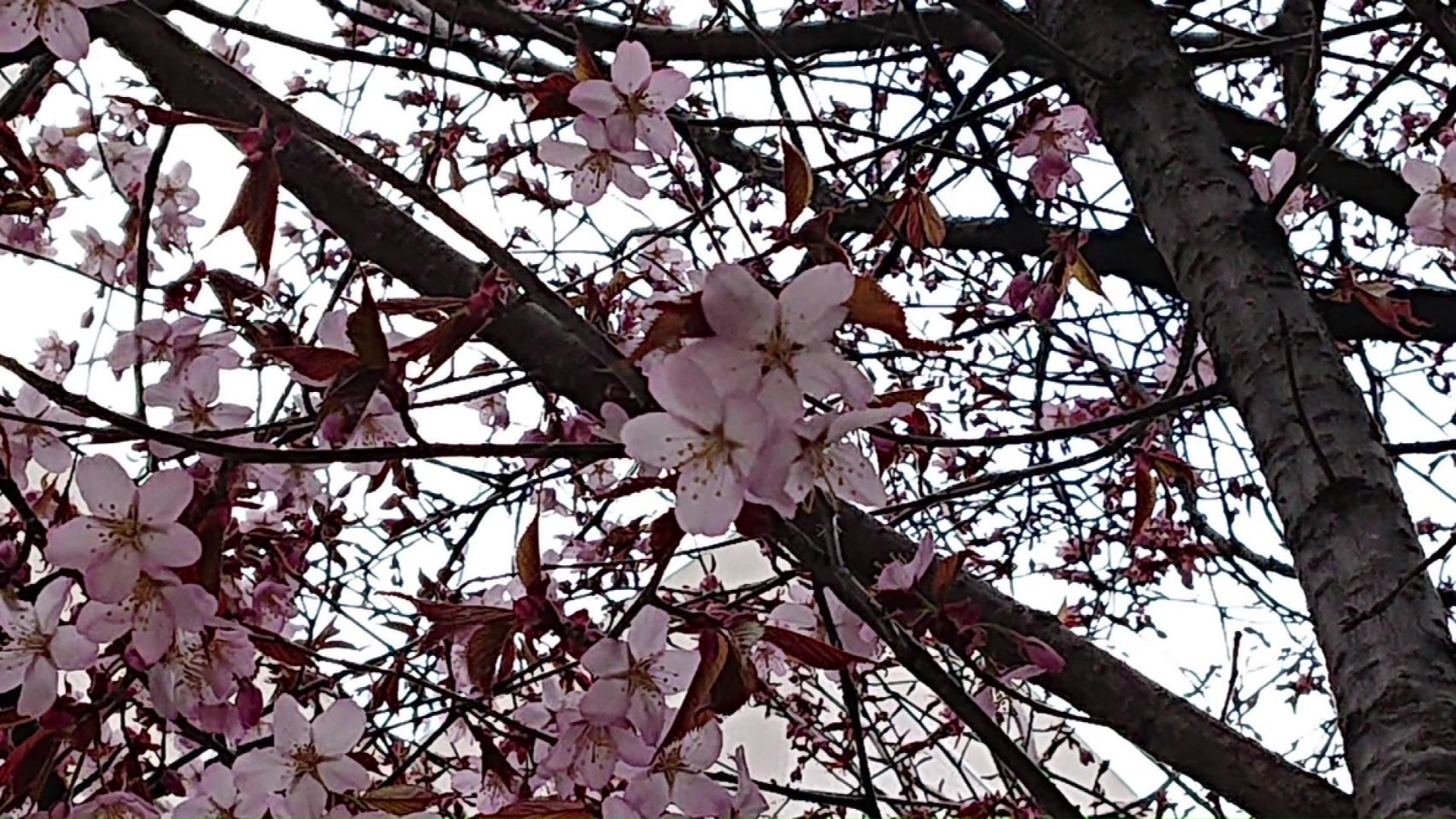 「咲いていれば写真を撮る」と毎年楽しみにしている人 2020年撮影